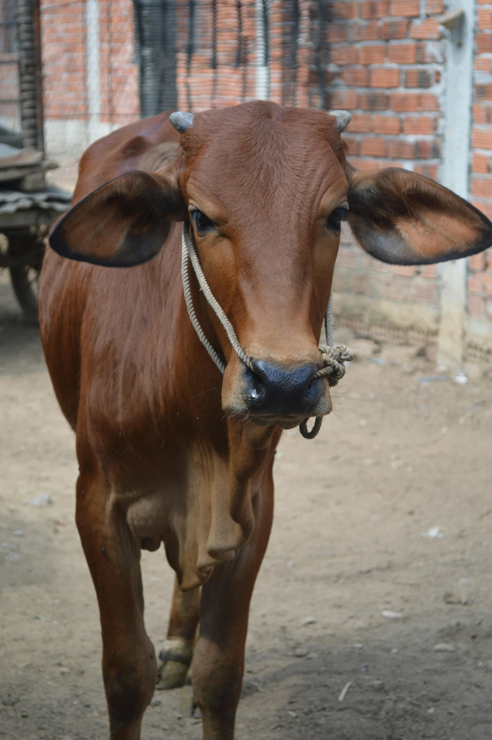 a brown cow standing next to a brick building, vastayan, very pretty face, up-close, long front end