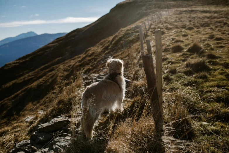 a dog that is standing in the grass, by Niko Henrichon, pexels contest winner, on a mountain, small fence, sunny day time, hiking cane