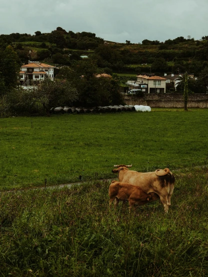 a brown cow standing on top of a lush green field, a picture, by Elsa Bleda, renaissance, small town surrounding, slide show, gif, on the coast