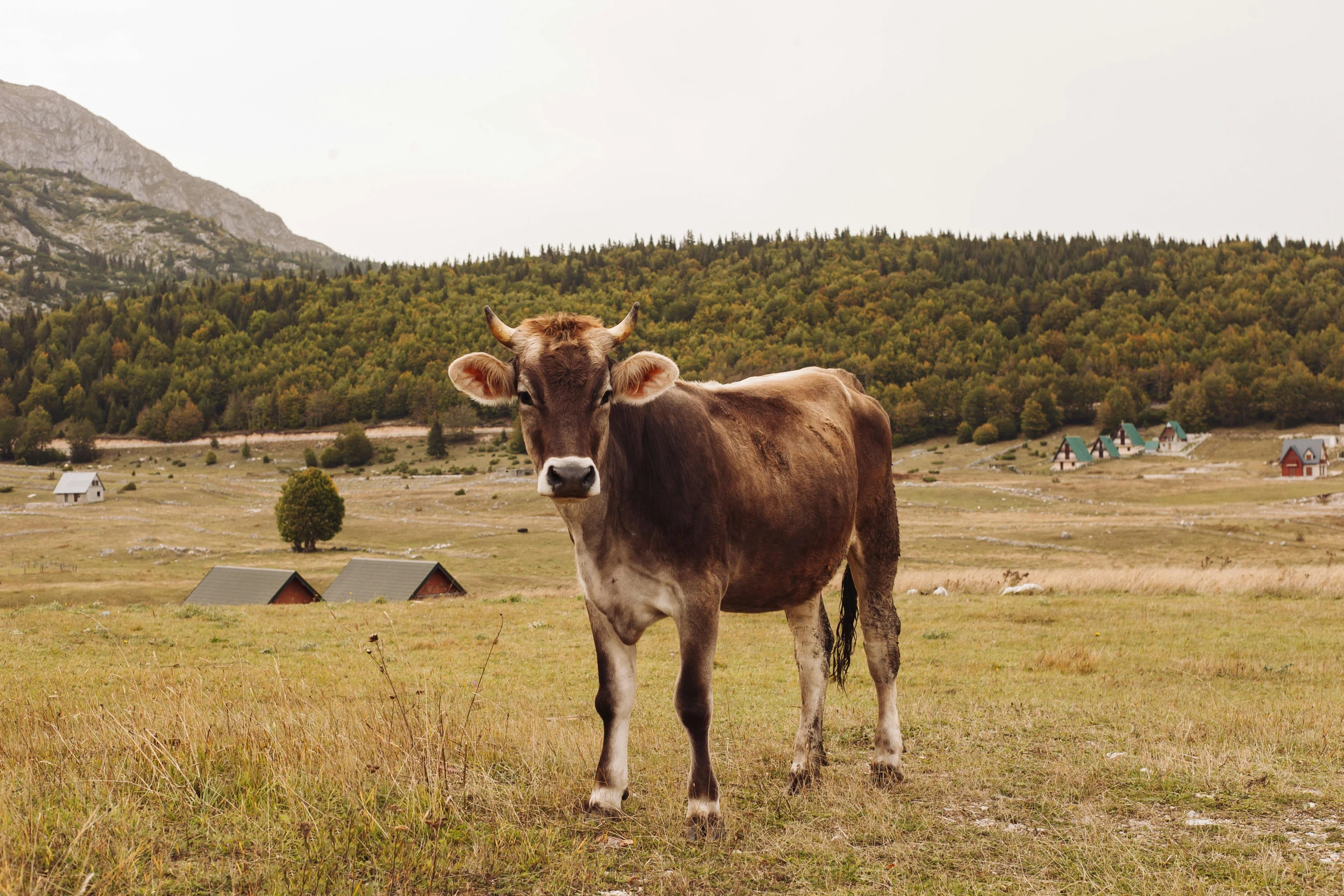 a brown cow standing on top of a grass covered field, a picture, bosnian, college, 90s photo