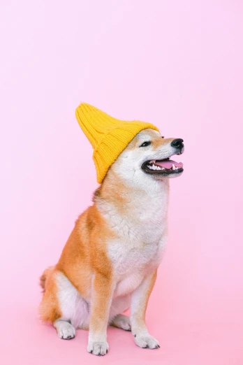 a brown and white dog wearing a yellow hat, inspired by Shiba Kōkan, trending on pexels, pink and yellow, made of wool, laughing, minimalistic aesthetics