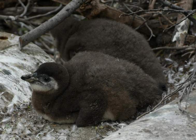 a couple of baby penguins sitting on top of a pile of snow, by Peter Churcher, hurufiyya, fur with mud, thumbnail, medium long shot, in a nest