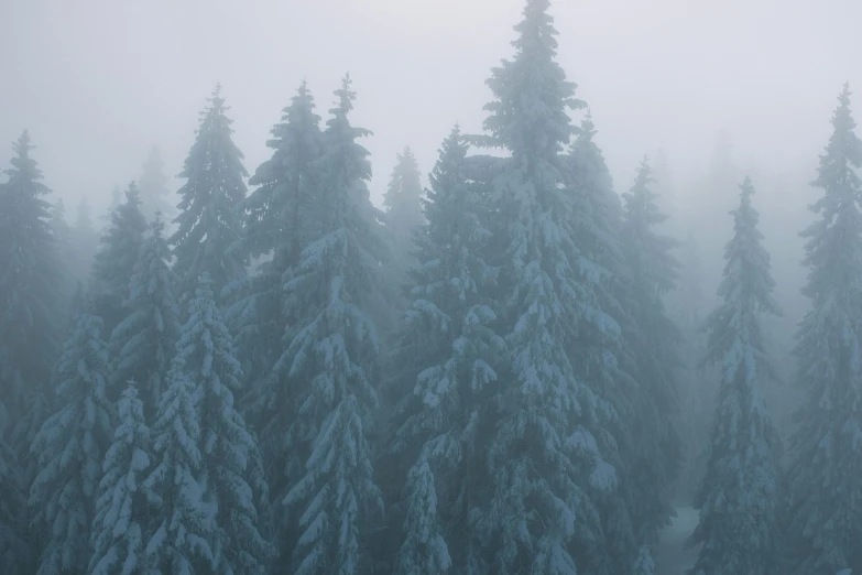 a group of pine trees covered in snow, pexels contest winner, tonalism, in the bottom there a lot of fog, unsplash 4k, black fir, (3 are winter