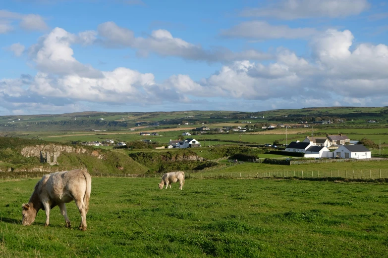 a herd of cattle grazing on a lush green field, medieval coastal village, profile image