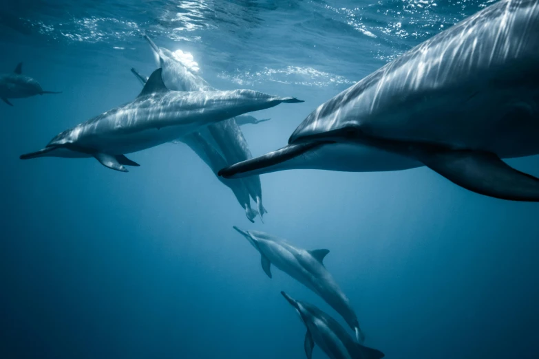 a group of dolphins swimming in the ocean, by Matija Jama, unsplash contest winner, hurufiyya, sony world photography awards, humans hide in the underwater, 8k resolution”, lush