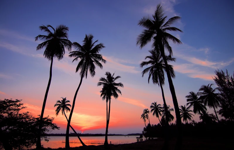 a group of palm trees next to a body of water, pexels contest winner, pink sunset hue, kerala village, thumbnail, multiple stories