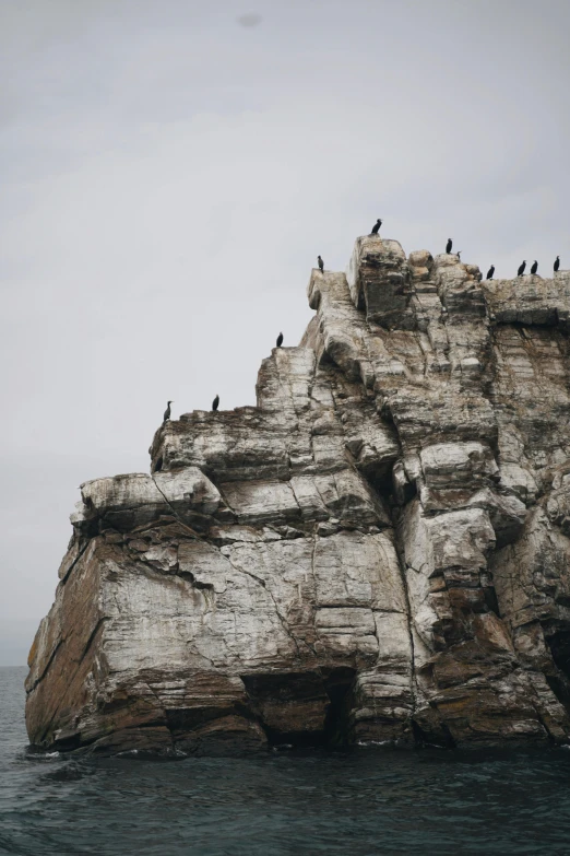 a group of birds sitting on top of a rock, from the distance