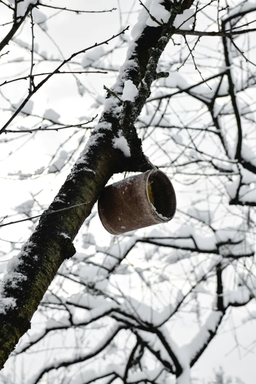 a bird feeder hanging from a tree in the snow, holding a tin can, alvar aalto, deteriorated, photographed for reuters