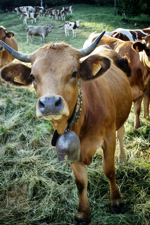 a herd of cattle standing on top of a lush green field, slightly dirty face, shaven stubble, milk, photograph