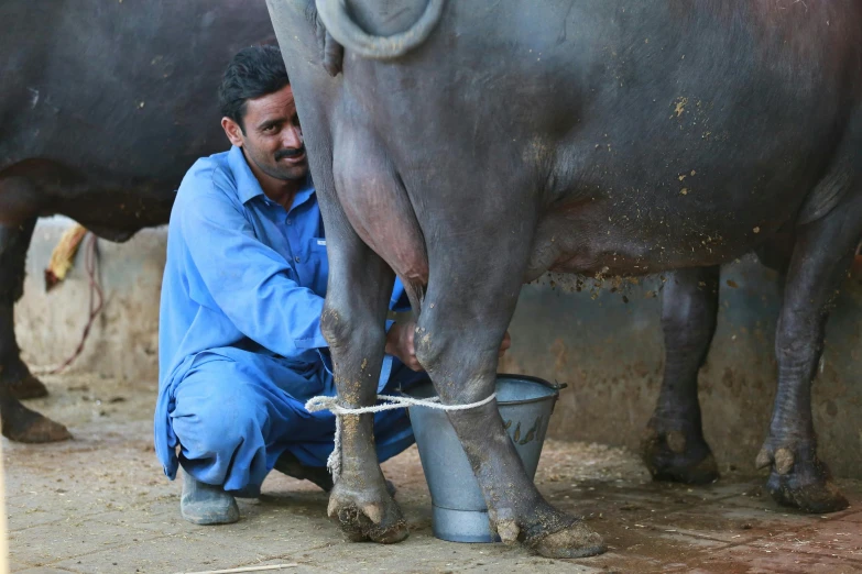 a man is milking a cow with a bucket, pexels contest winner, dau-al-set, ash thorp khyzyl saleem, thumbnail, indigo, profile image