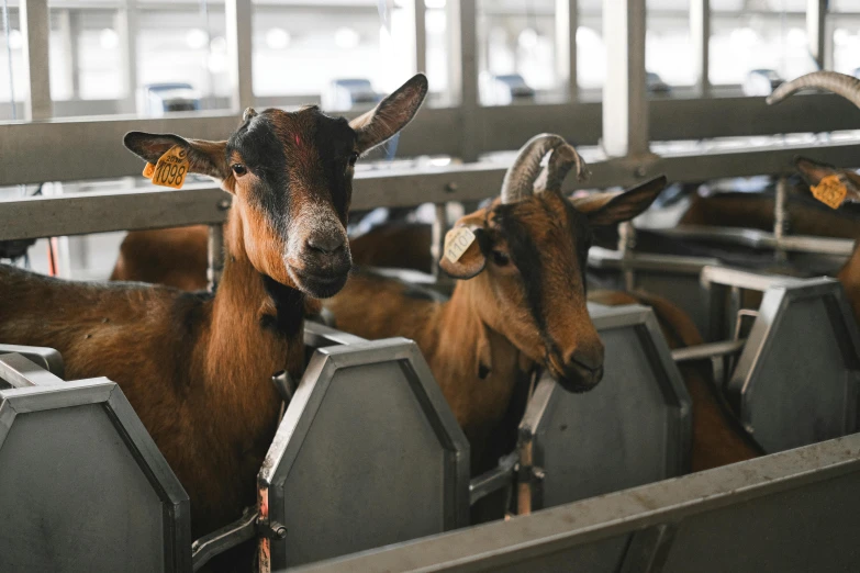 a group of goats standing next to each other in a pen, trending on unsplash, in a factory, thumbnail, feed troughs, alessio albi