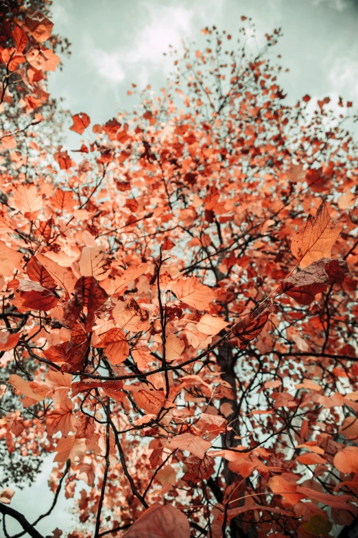 a tree with red leaves against a cloudy sky, inspired by Elsa Bleda, baroque, translucent leaves, floral explosion, vhs colour photography, leaves in foreground