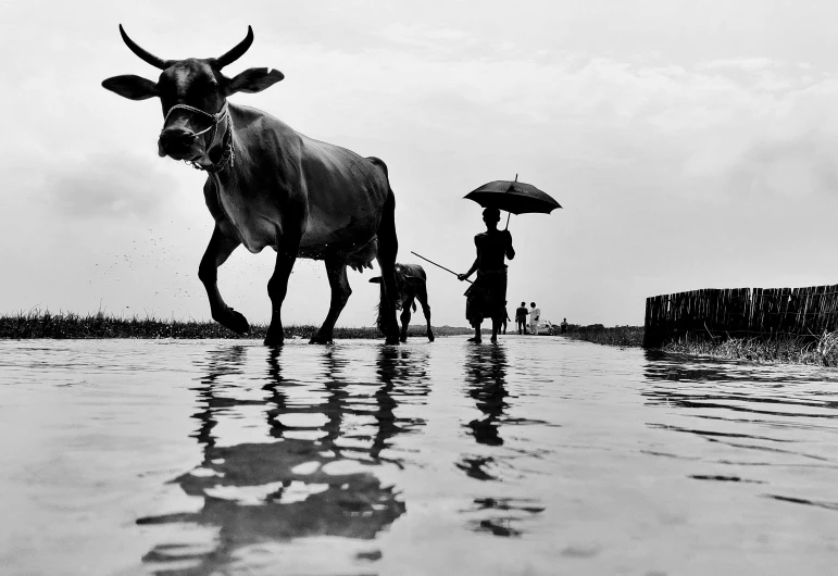 a couple of cows that are standing in the water, a black and white photo, by Sudip Roy, unsplash contest winner, people with umbrellas, farmer, afar, people walking around