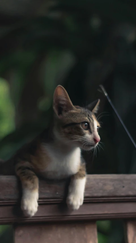 a cat sitting on top of a wooden fence, by Basuki Abdullah, unsplash, fishing, low quality photo, portrait of a small, gif