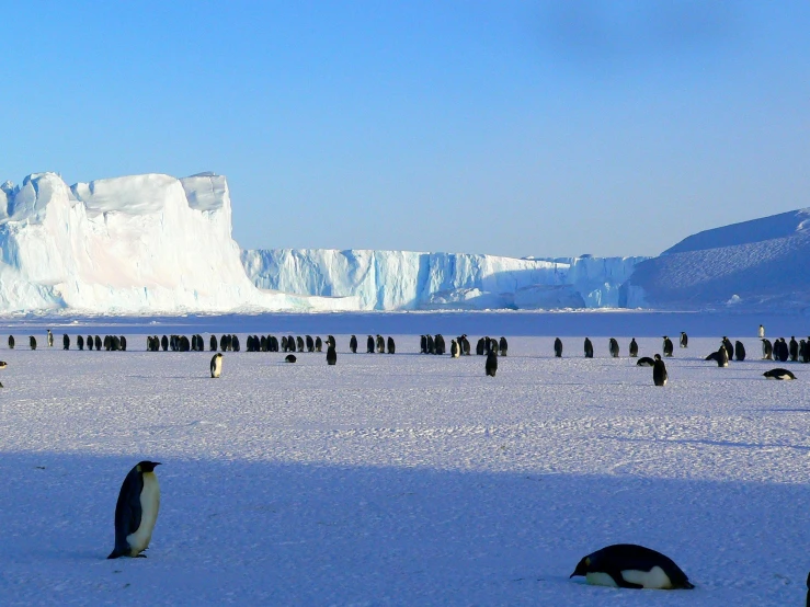 a group of penguins standing on top of a snow covered field, white beaches, ice mountains afar, icebergs