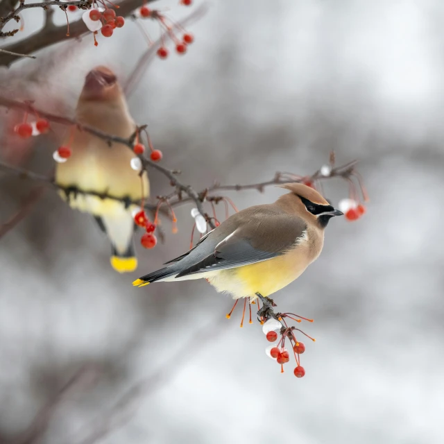 a couple of birds sitting on top of a tree branch, by Neil Blevins, trending on pexels, berries, winter season, avatar image, full body close-up shot