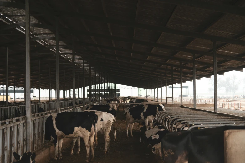 a barn filled with lots of black and white cows, unsplash, sparsely populated, meat factory, afar, ilustration