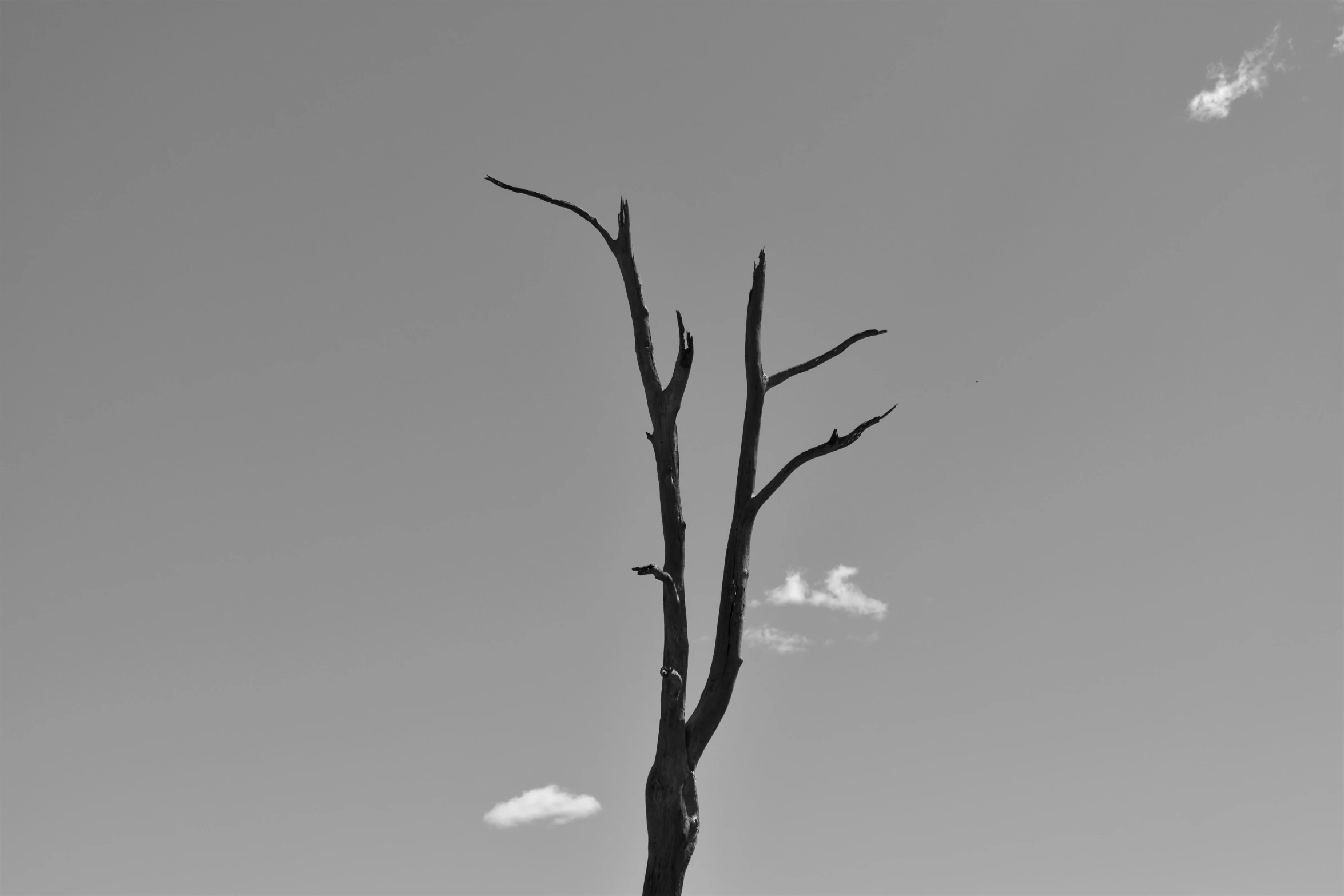 a black and white photo of a dead tree, unsplash, postminimalism, cloudless sky, minimalist stylized cover art, burned, desolate :: long shot