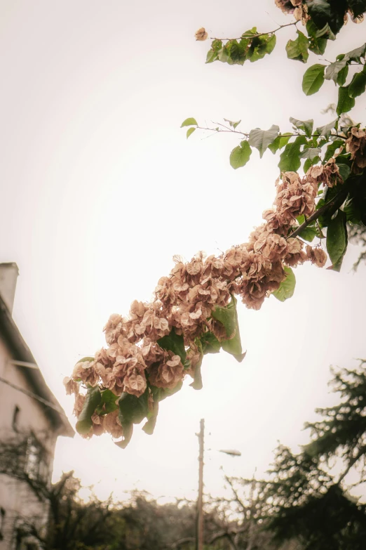 a bunch of flowers hanging from a tree, hurufiyya, in its dying breath, nature returning to the city, while it's raining, mid-20s