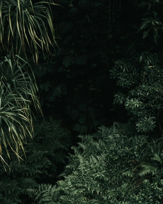 a red fire hydrant sitting in the middle of a lush green forest, inspired by Elsa Bleda, unsplash contest winner, australian tonalism, tropical plants, as seen from the canopy, with a black dark background, alessio albi