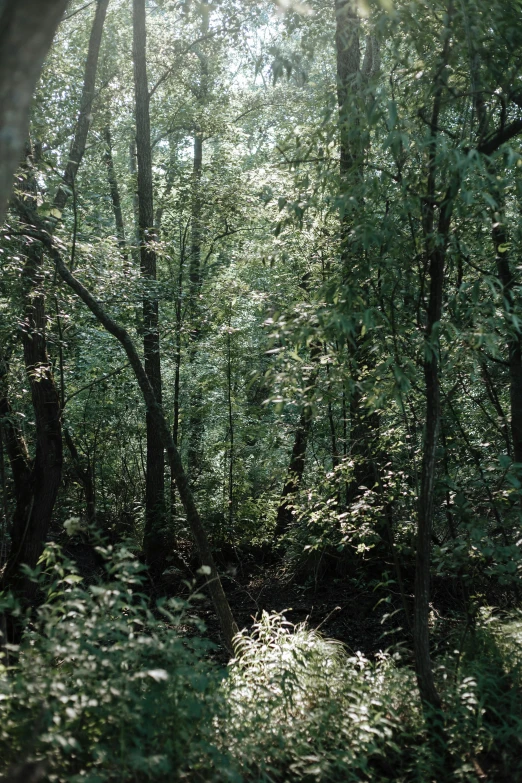 the sun shines through the trees in the woods, an album cover, inspired by Ivan Shishkin, unsplash, tonalism, ((trees)), taken with kodak portra, panorama, overgrown with lush vines