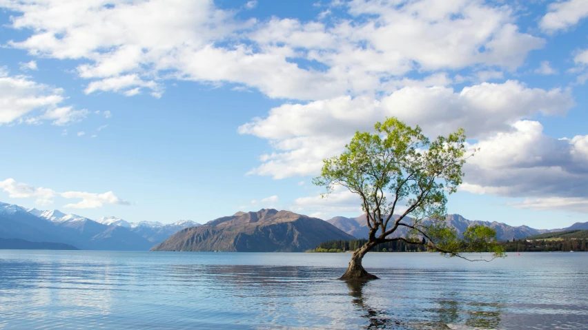 a lone tree sitting in the middle of a lake, by Hazel Armour, unsplash contest winner, hurufiyya, island in the background, clear blue skies, tawa trees, al fresco