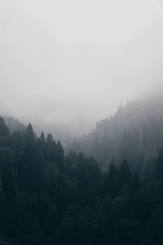 a foggy forest filled with lots of trees, a picture, by Adam Szentpétery, the middle of a valley, gray sky, shades of green, cypresses and hills