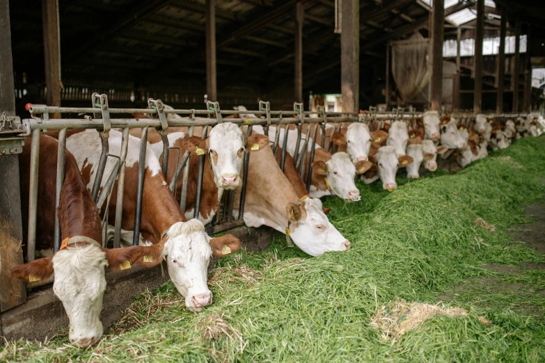 a bunch of cows that are eating some grass, by Andries Stock, unsplash, inside a farm barn, organic matter, in a row, cream of the crop