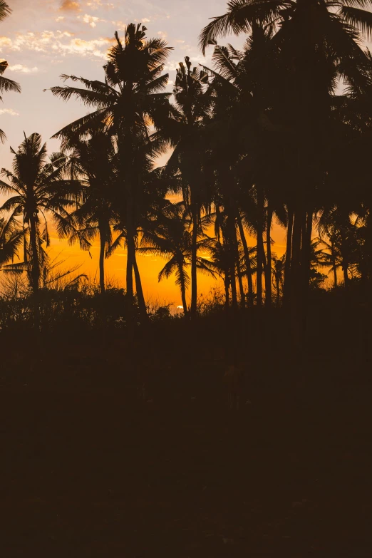 a group of palm trees are silhouetted against a sunset, unsplash, sri lankan landscape, brown, back lit, multiple stories