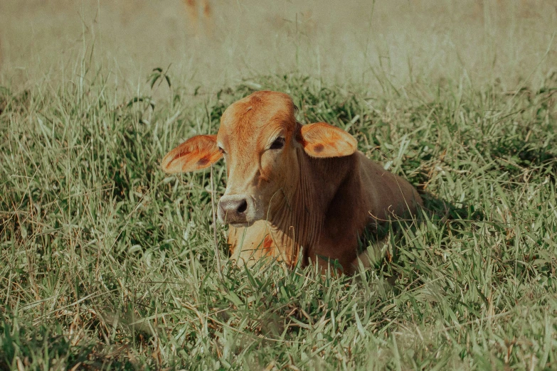 a brown cow laying on top of a lush green field, a picture, unsplash, australian, orange grass, pbr render, grain”