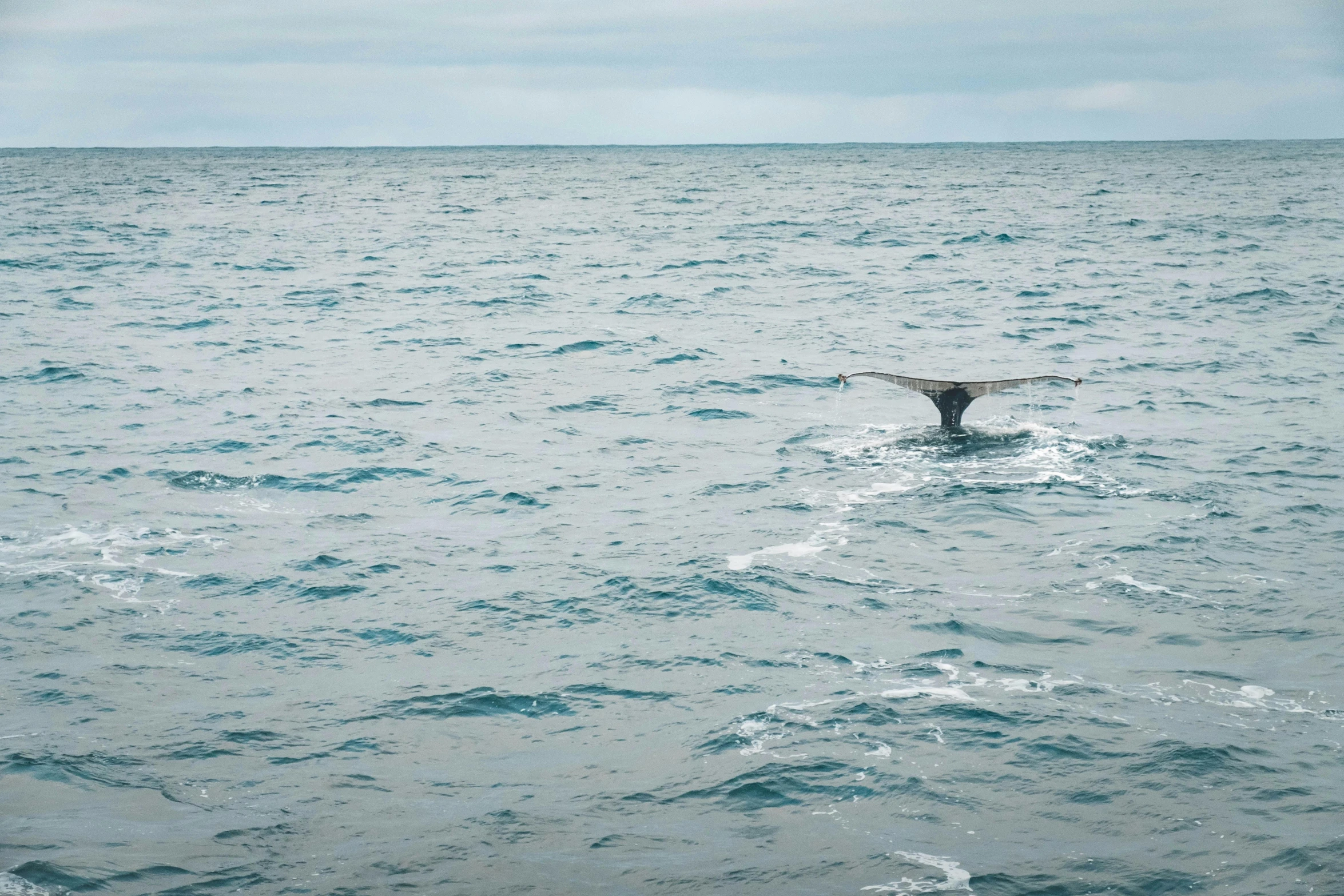 a whale tail sticking out of the water, by Carey Morris, unsplash contest winner, hurufiyya, hammershøi, long view, deep sea, grey