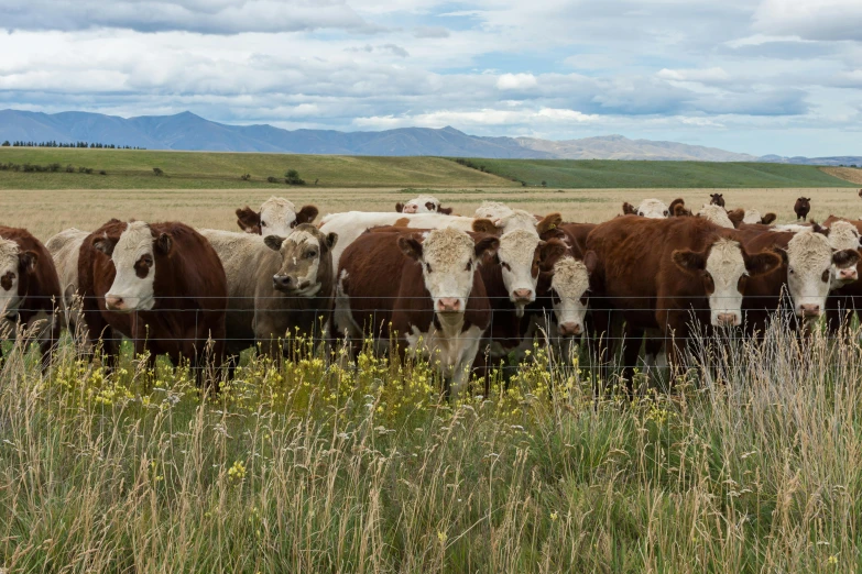 a herd of cows standing on top of a grass covered field, a portrait, by Gwen Barnard, unsplash, fan favorite, montana, new zealand, meats on the ground