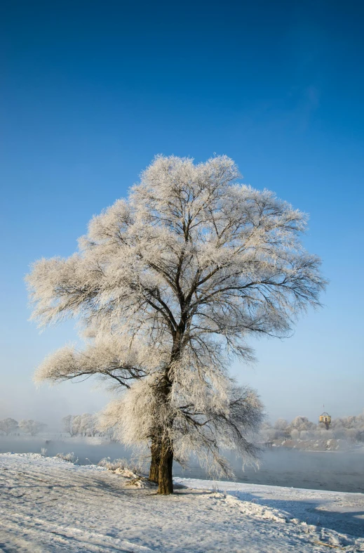 a tree that is standing in the snow, inspired by Arthur Burdett Frost, pexels contest winner, blue sky, riverside, yang qi, today\'s featured photograph 4k