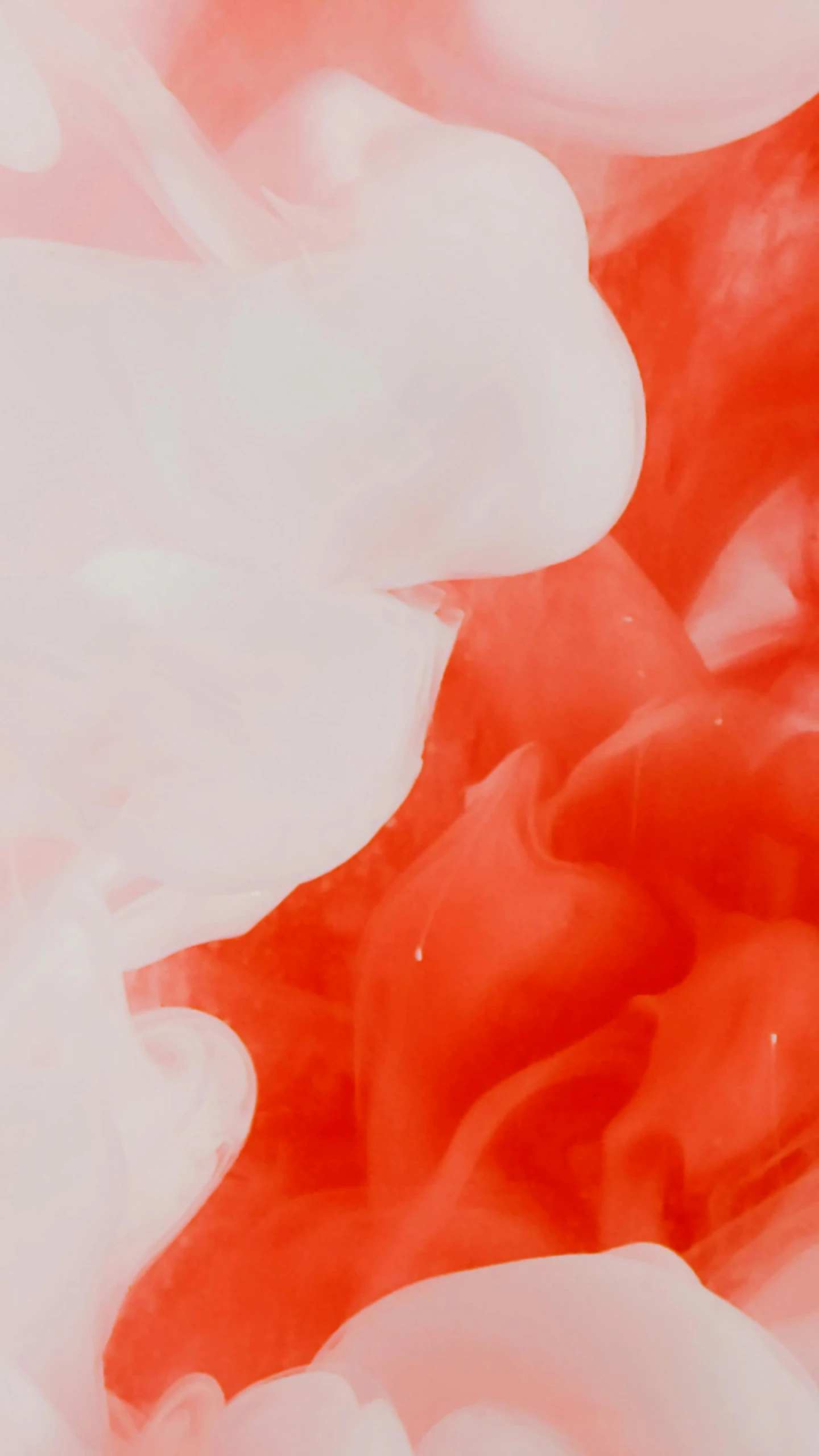 a close up of a red and white flower, an album cover, by Attila Meszlenyi, trending on pexels, lyrical abstraction, made of cotton candy, 15081959 21121991 01012000 4k, abstract smoke neon, orange color