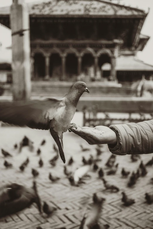 a black and white photo of a person feeding a bird, by Ibrahim Kodra, pexels contest winner, renaissance, nepal, in a square, reaching out to each other, dove