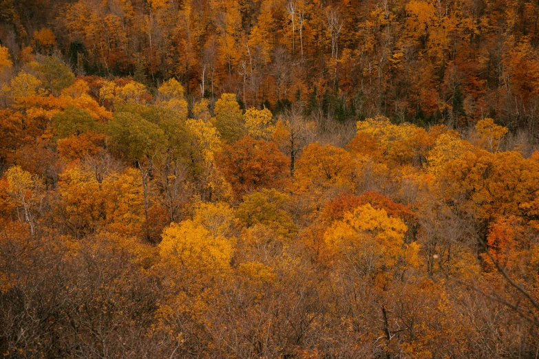 a forest filled with lots of trees covered in yellow and orange leaves, inspired by Elsa Bleda, unsplash contest winner, quebec, overlooking a valley with trees, minn, color ( sony a 7 r iv