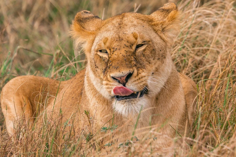 a close up of a lion laying in tall grass, by Will Ellis, pexels contest winner, licking tongue, lady kima, very kenyan, avatar image