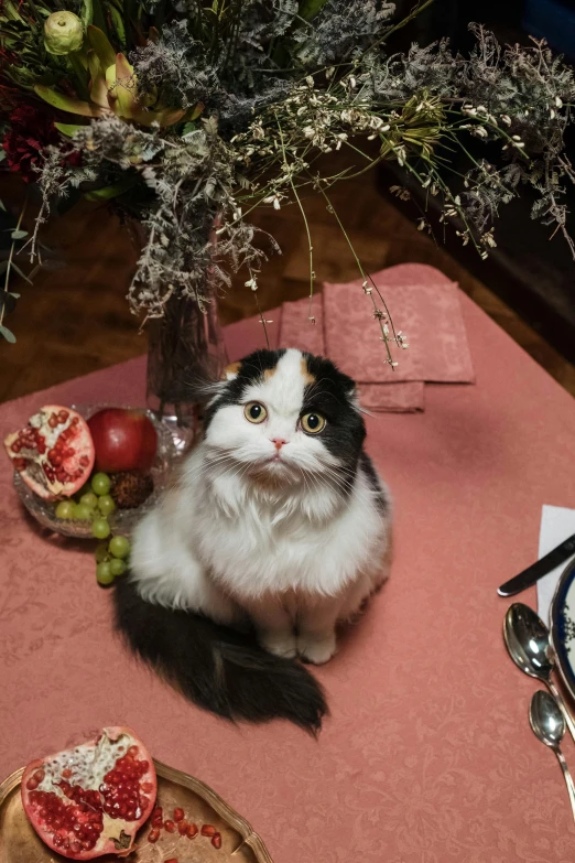 a black and white cat sitting on top of a table, at a dinner table, persian princess, holiday season, 2019