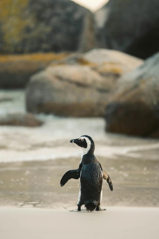 a penguin standing on top of a sandy beach, standing next to water