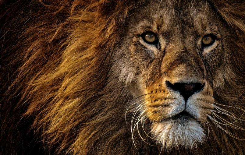 a close up of a lion's face on a black background, by Daniel Lieske, long mane, taken at golden hour, lion icon, portrait”