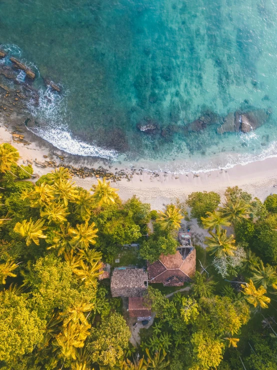 an aerial view of a beach surrounded by palm trees, sri lankan landscape, large friendly eyes, beachfront mansion, thumbnail
