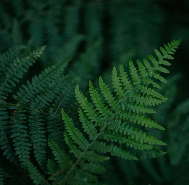 a close up of a plant with green leaves, inspired by Elsa Bleda, pexels contest winner, hurufiyya, fern, cinestill hasselblad 2 0 0 mm, forest outside, today\'s featured photograph 4k