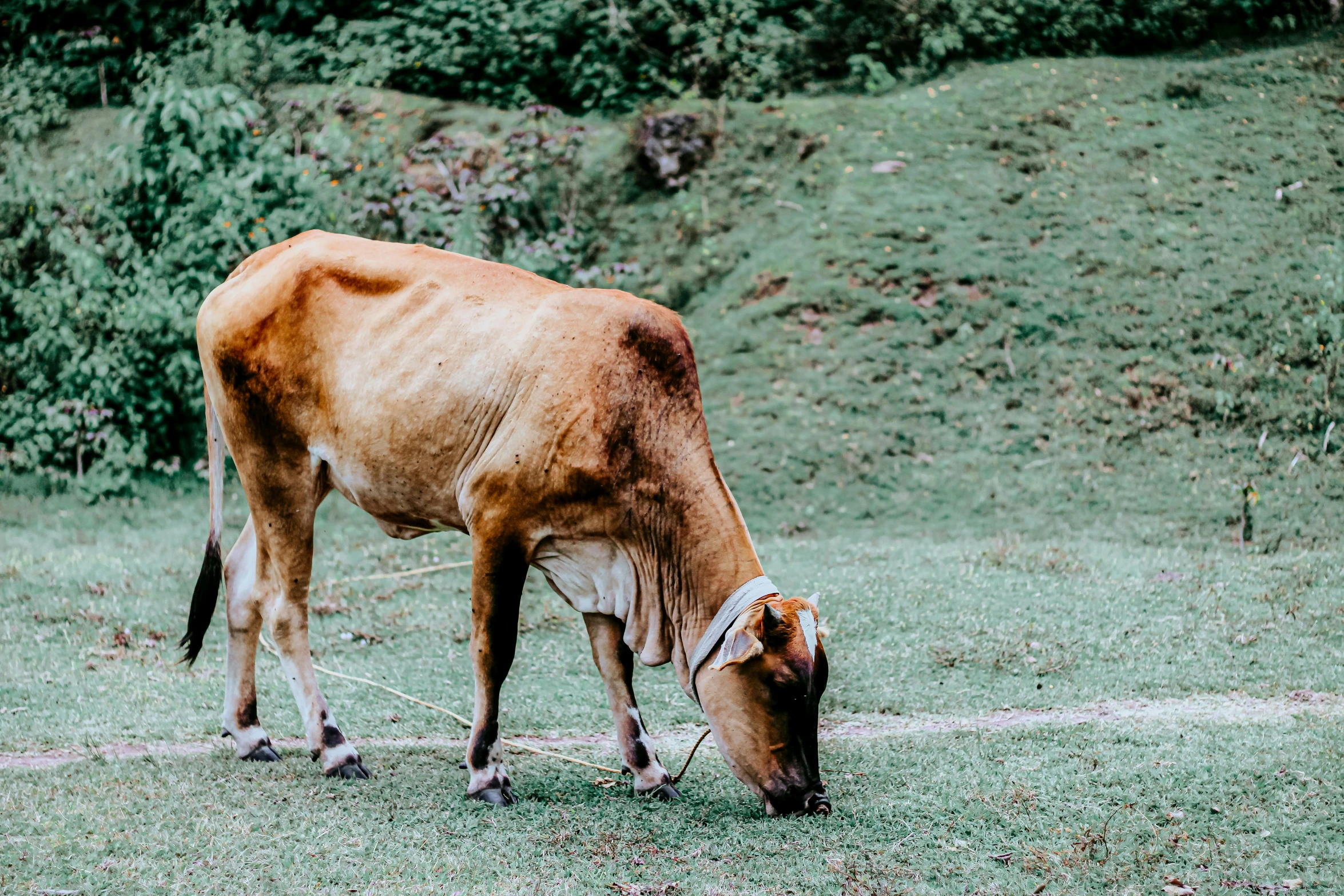 a brown cow standing on top of a lush green field, pexels contest winner, sumatraism, background image, puddle of milk, thumbnail, eating