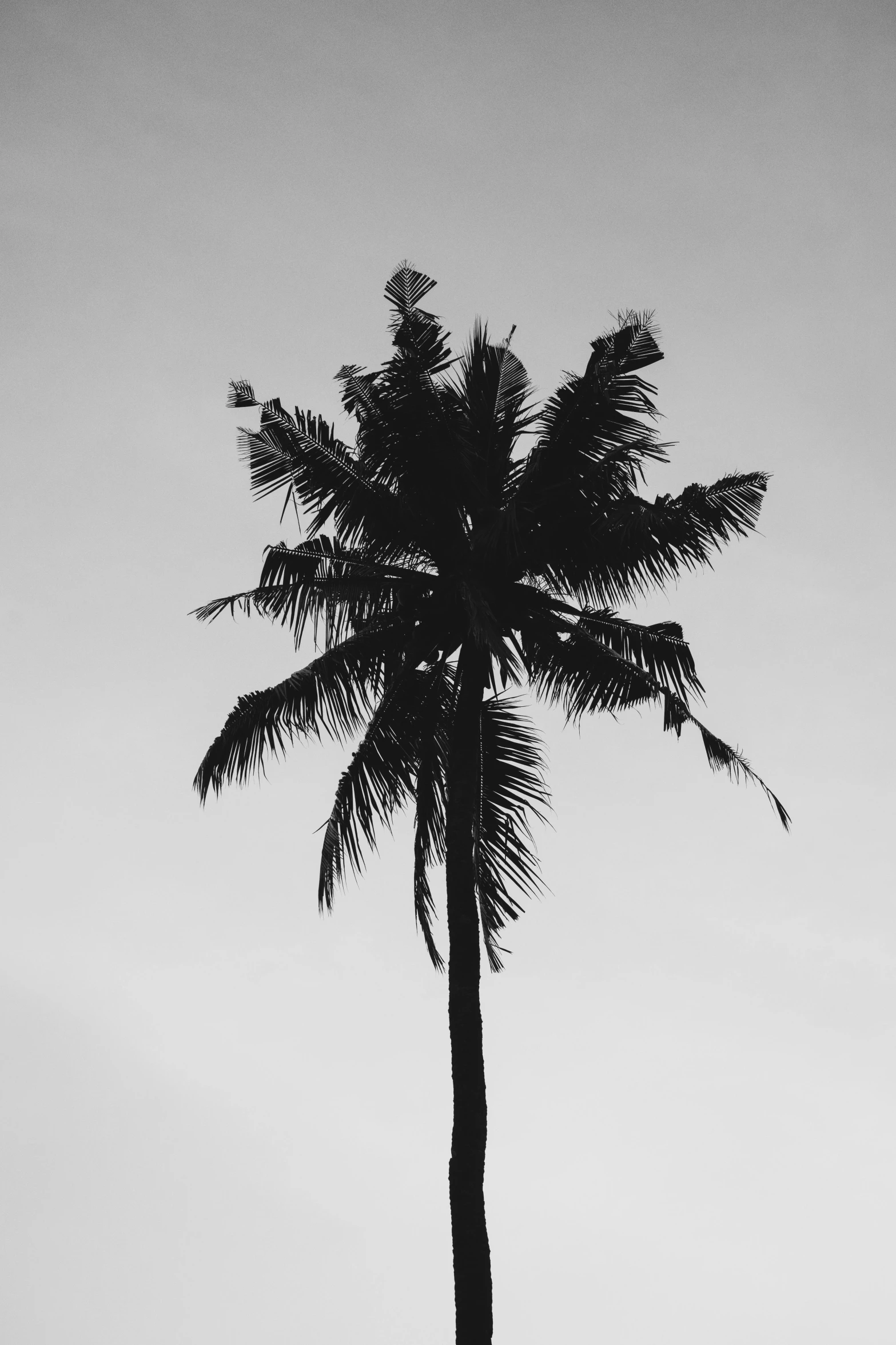 a black and white photo of a palm tree, inspired by Max Dupain, unsplash contest winner, ✨🕌🌙, icon black and white, blank, holiday