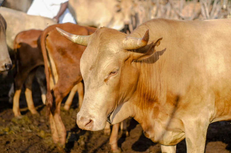 a herd of cattle standing on top of a dirt field, profile image, close - up photo, digital image, viral image