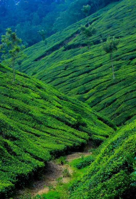 a group of people standing on top of a lush green hillside, teapots, 2 5 6 x 2 5 6 pixels, malayalis attacking, fan favorite