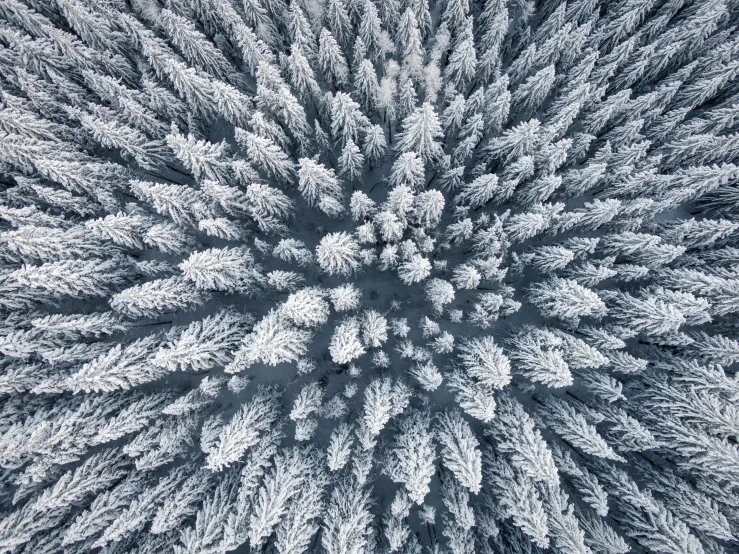 an aerial view of trees covered in snow, a microscopic photo, by Alexey Venetsianov, unsplash contest winner, looking up perspective, drone photograpghy, needles, tourist photo