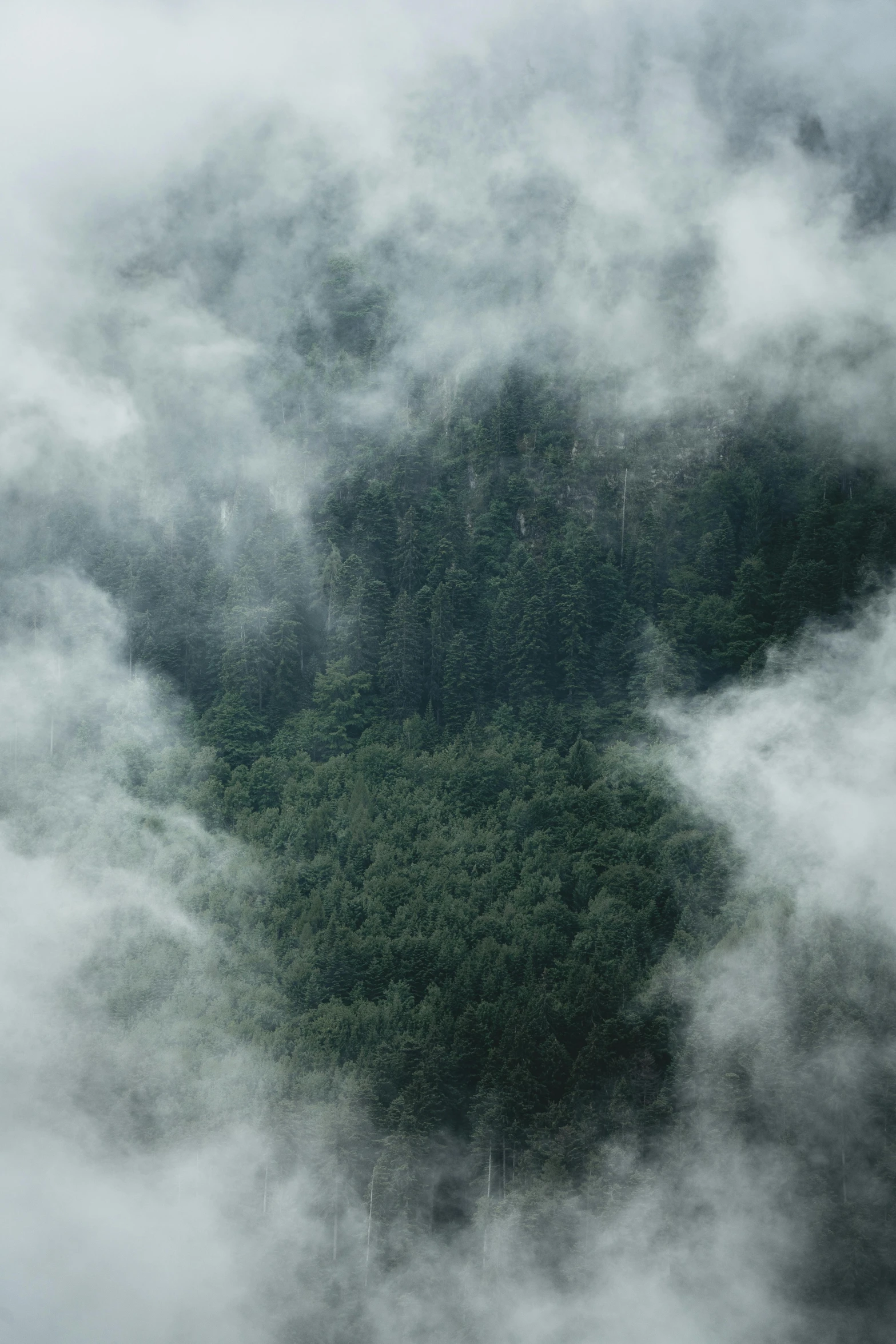 a plane flying over a lush green forest, inspired by Elsa Bleda, pexels contest winner, romanticism, low clouds after rain, alessio albi, ((forest)), face made out of clouds