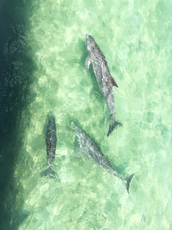 three dolphins are swimming in the clear water, by Daniel Taylor, pexels contest winner, hurufiyya, bird\'s eye view, the emerald coast, family friendly, high angle view