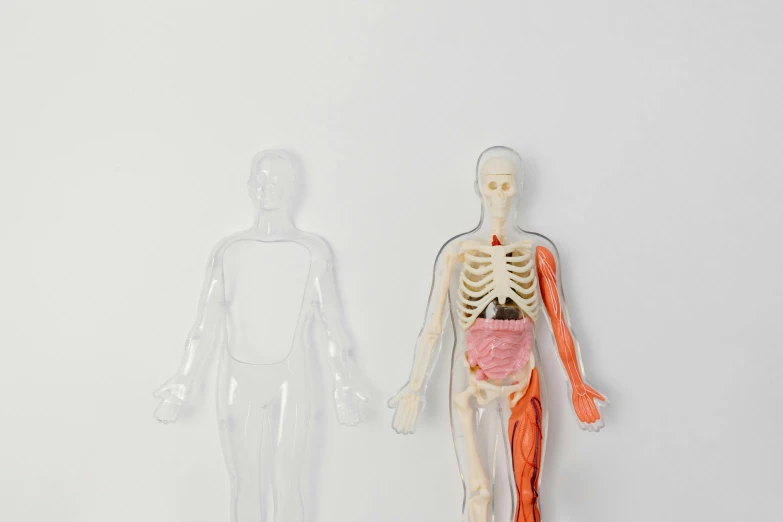 a model of a man and a model of a human body, a picture, made out of clear plastic, detailed product image, medium - shot, detail shot